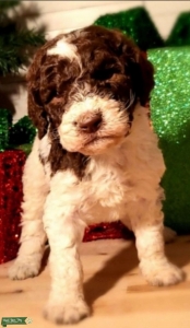 Labradoodle , White & Brown Party  Listing Image