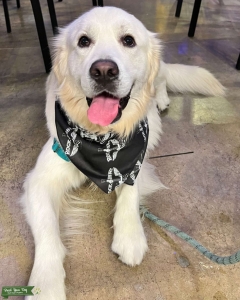 2.5 Year Old English Cream Golden Retriever Listing Image
