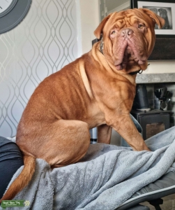 Proven Dogue de Bordeaux  Listing Image