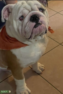 AKC English Bulldog Listing Image