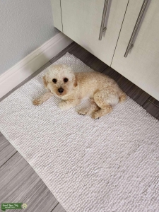 Handsome Toy Poodle looking for his mate Listing Image