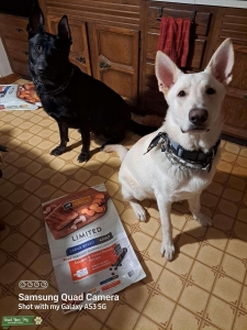 AKC German Shepherd - Cream (9mo.) Listing Image