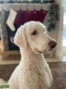 Standard F1BB Goldendoodle Listing Image