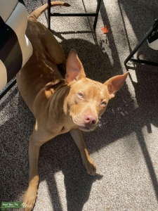 Pitbull Listing Image