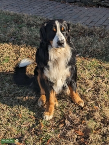 Hank Lookin for Love! Listing Image