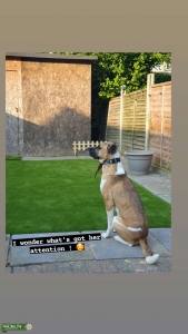 Akita Cross, 2 years old Listing Image