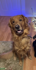 Golden retriever Stud Listing Image