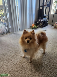 4 years old female pure breed pomeranian Listing Image