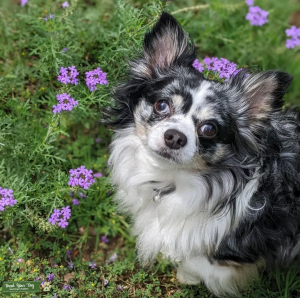 Gorgeous Merle Stud Long Hair Chihuahua Listing Image