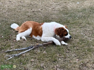 Beautiful and sweet St Bernard  Listing Image