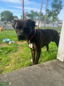 Stud dog  Pit Corso mix Listing Image