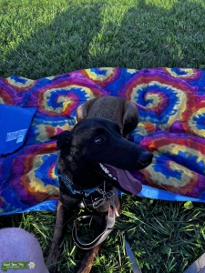 Red sable malinois  Listing Image