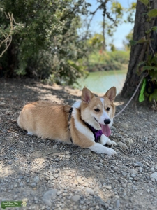 Looking for male to breed Listing Image
