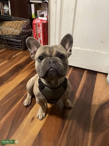Blue Fawn French Bulldog Listing Image