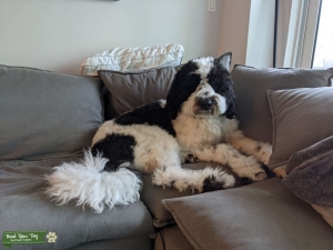 Looking to breed  Listing Image