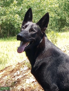Akc black German Shepard  Listing Image