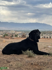 Perfect Male BLack Lab Listing Image