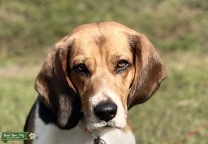 Buddy the Beagle  Listing Image