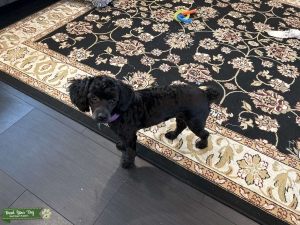 Female Schnoodle needs Stud Listing Image