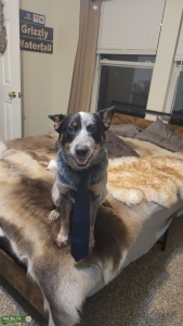 Pure Bred Blue Heeler Listing Image