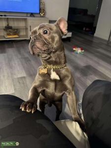 Male Stud Frenchie  Listing Image