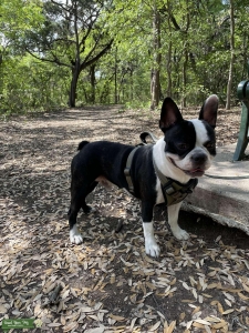 Beautiful Boston / Frenchie Stud Listing Image