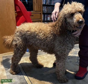 Red Standard AKC poodle looking for same in stud Listing Image