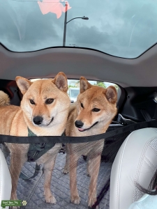 Purebred Red Shiba Listing Image