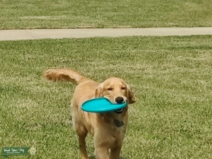 Beautiful Golden Retriever Listing Image