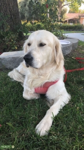Purebred English Cream Golden Retriever Stud  Listing Image