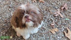 Stud Shihtzu  Listing Image