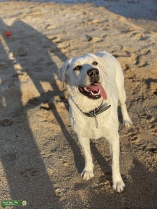 Akc Registered White lab looking for stud Listing Image