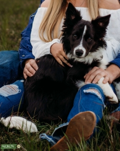 Beautiful Borde Collie ABCA Registered, Complete Sweetheart Listing Image