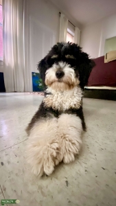 Stud dog Listing Image