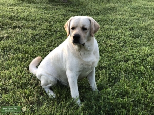 Yellow Labrador English AKC  Listing Image