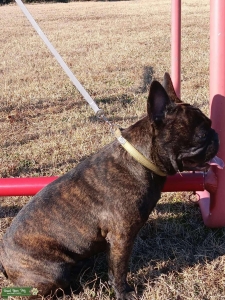 Stud Frenchie  Listing Image