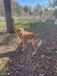 Golden Retriever  Listing Image