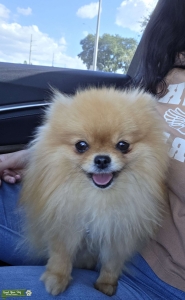 Simba looking for a girl friend  Listing Image
