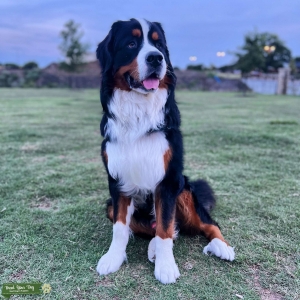 Bernese Mountain Dog Stud Listing Image