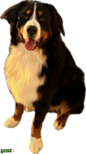 Bernese Mountain Dog - AKC 4th generation pedigree Listing Image