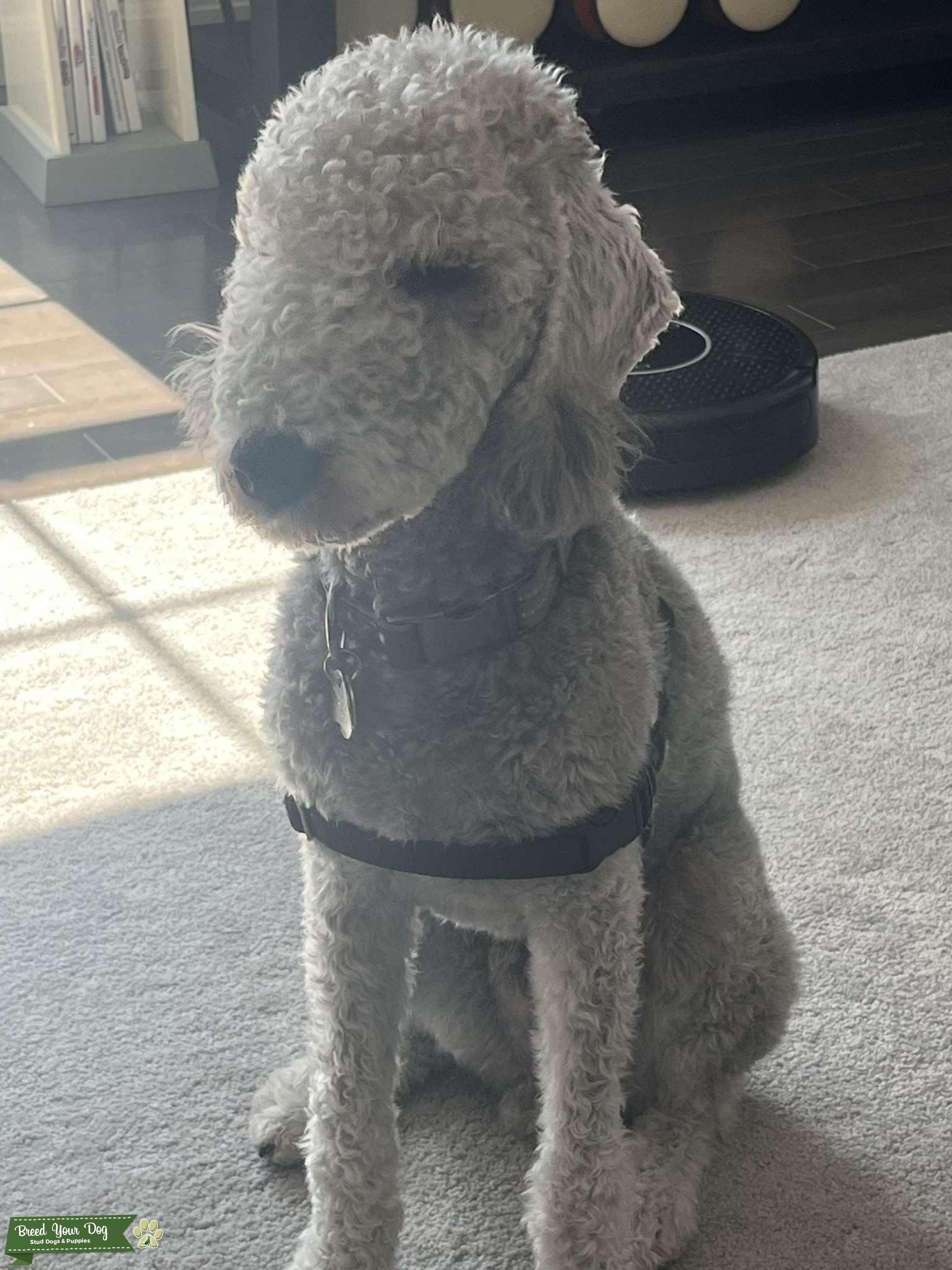 Bedlington Terrier Stud Dog in New Hampshire, the United States