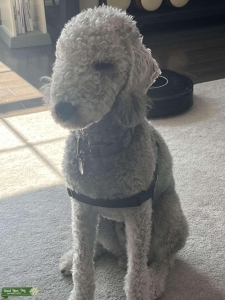 Bedlington Terrier Listing Image