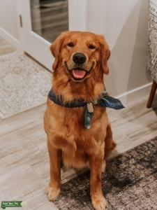 Gorgeous AKC Dark Golden Male for Stud Listing Image