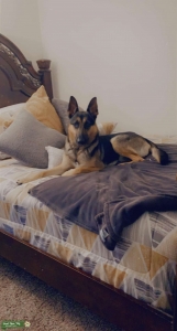 German Shepard  Listing Image