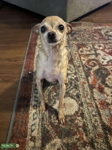 Older dog looking for love  Listing Image