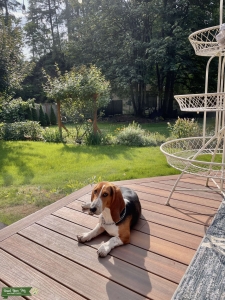 Black, Brown and White Basset Hound Listing Image