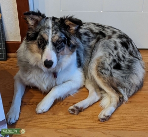 Merle Australian Shepherd - Mini/Standard Listing Image
