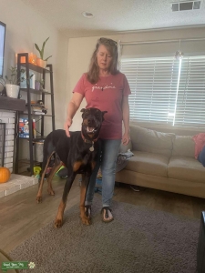 Doberman  Listing Image