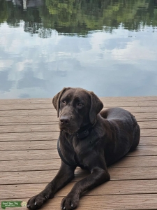 AKC Registered Chocolate Lab Listing Image