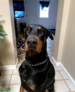AKC Stud Listing Image